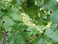 Motorhome Hire Germany Grapes in a vineyard in Germany