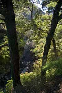Graces Stream, 5 Mile Track