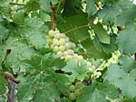 Campervan Oktoberfest Munich Campervan Oktoberfest Munich Grapes in Wurzburg